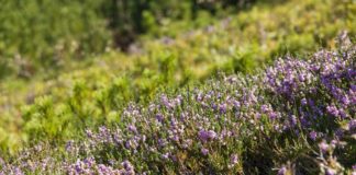 Dieses Online-Marketing ist echt schmackhaft